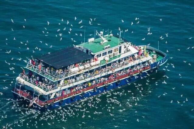 【美丽长岛】海上生态“驿站”的“绝色”鸟客