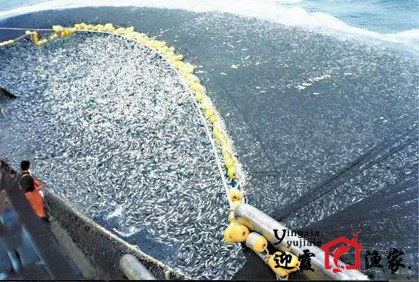 长岛渔民捕鱼过程（图）