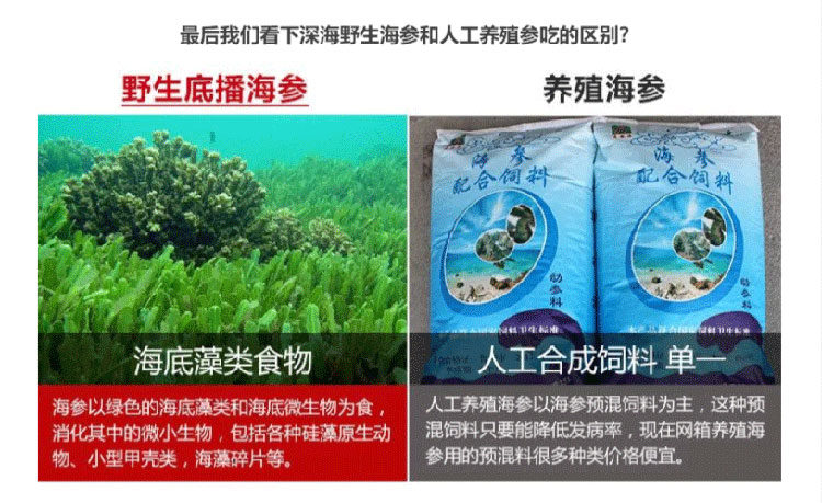 海参的价格是多少钱一斤？